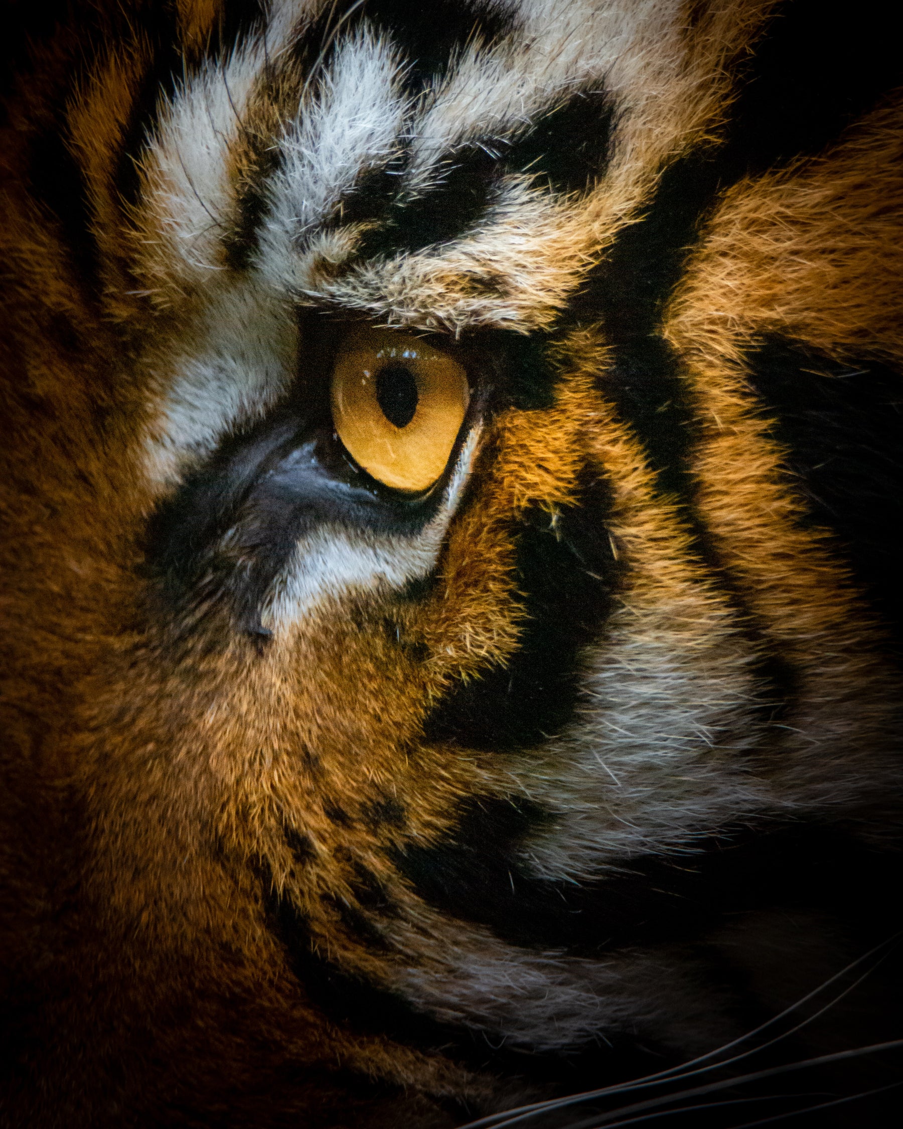 Tiger Eye stock photo ralph mayhew
