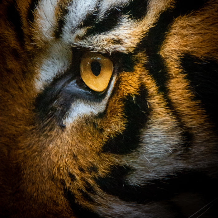 Tiger Eye stock photo ralph mayhew
