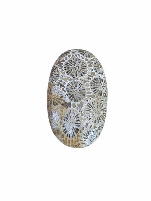 Fossil coral oval cabochon