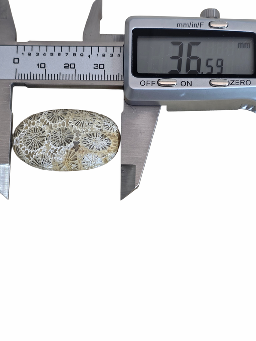 Fossil coral oval cabochon